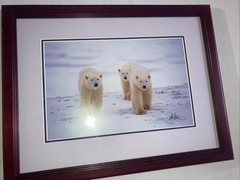 Polar Bear Nature Signed Limited Edition Framed Art Print