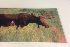 Moose Smelling Flowers Framed 2/100 Photo Signed Willie Holdman 12 1/4″X9 3/4″