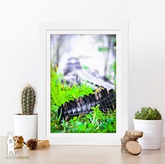Alligator – Fine Art Photography Prints – by Bear8Photo