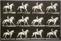Eadweard Muybridge Photo, White Horse with Rider, 1880s