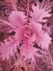 ORNAMENTAL LARGE ORIGINAL SIGNED ART PHOTO COLOR STETTNER VTG MATTE NJ CAMERA