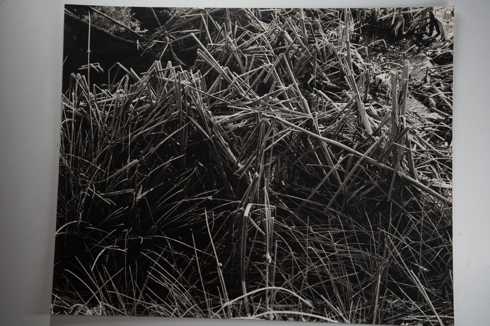 Photographic Print Vintage France Nature Detail 40X50 Cm 1970