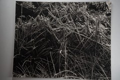 Photographic Print Vintage France Nature Detail 40X50 Cm 1970