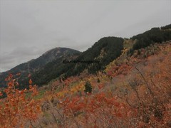 10×8 » Lustre Print Original Photo Photography Art Autumn Fall Trees Nature