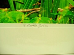 MATTED PHOTOGRAPHY Butterfly Garden in Paynes Prairie By Dom Martino 20x16in