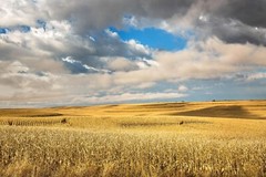 Corn Field Photography Print: Iowa Autumn Midwest Farm Country Landscape Photo