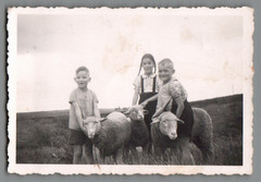 Photo Children with Sheep Pasture Country Life Farm 1940s (F1253)