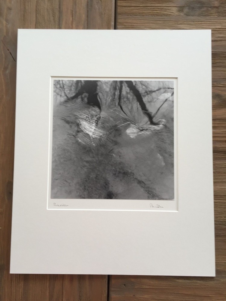 BRUCE BLUM Matted & SIGNED B&W Photo Print (10″X10″)- National Zoo»