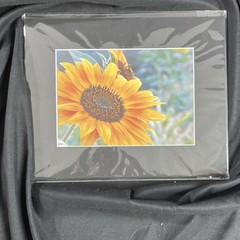Sunflower Botanical Nature Photography Color Landscape 8×10 Matted Photograph