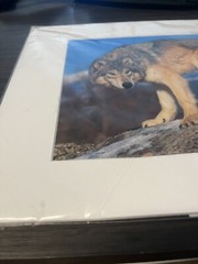 Photograph Signed By Award Winning Stephen W. Oachs LOBO TIMBER WOLF Wildlife