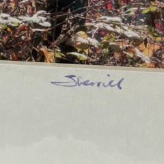 Signed Sherrill Photo Fall Color Aspen Trees – CHOOSE MAT COLOR – Rooster Rock
