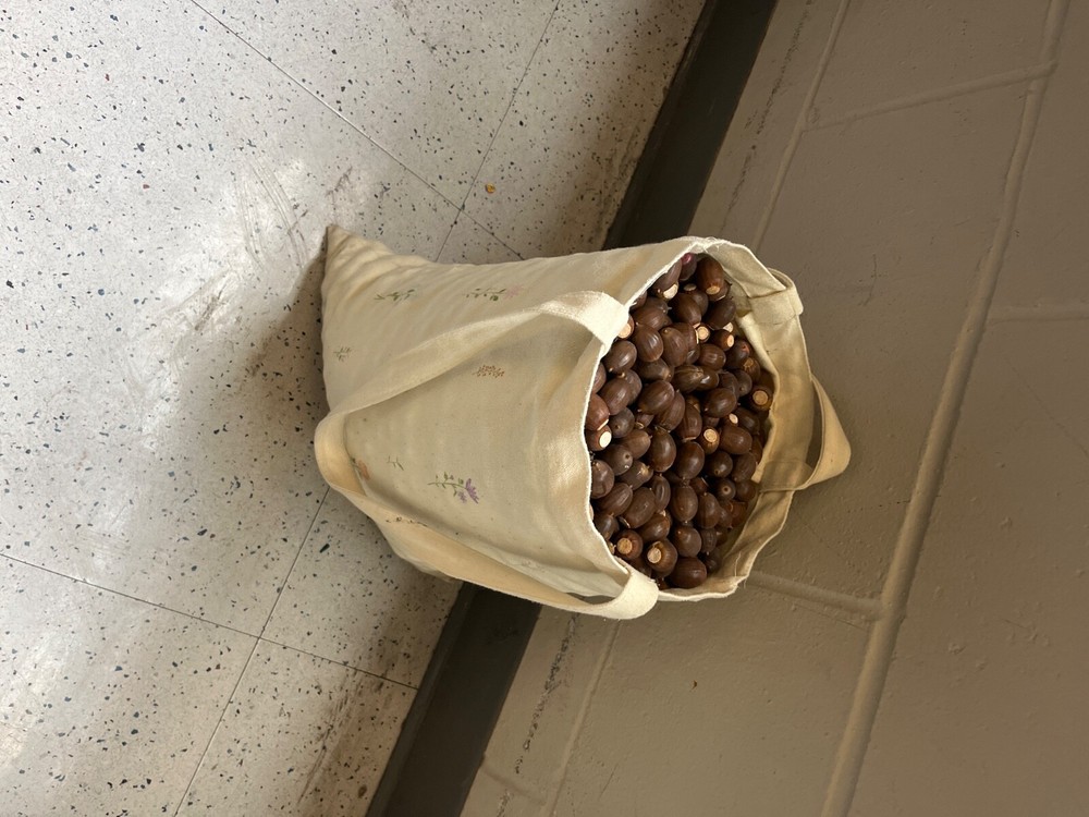 HAND PICKED ACORNS NO BROKEN ONES BRAND NEW 
