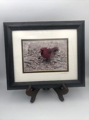 Cardinal Framed Photography Print 7”x5” Matted Framed 12”x10” 2001 Signed