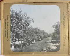 Gilbert? Hassell / Northern California Magic Lanterns Agricultural Big Trees