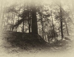 LANDSCAPE 8.5×11 or 13X19 B&W BORDERLESS GLOSSY PRINT (FREE SHIPPING)