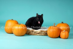 Original 2.5×3.5 in. ACEO photo art print BLACK CAT STICKING OUT TONGUE pumpkins