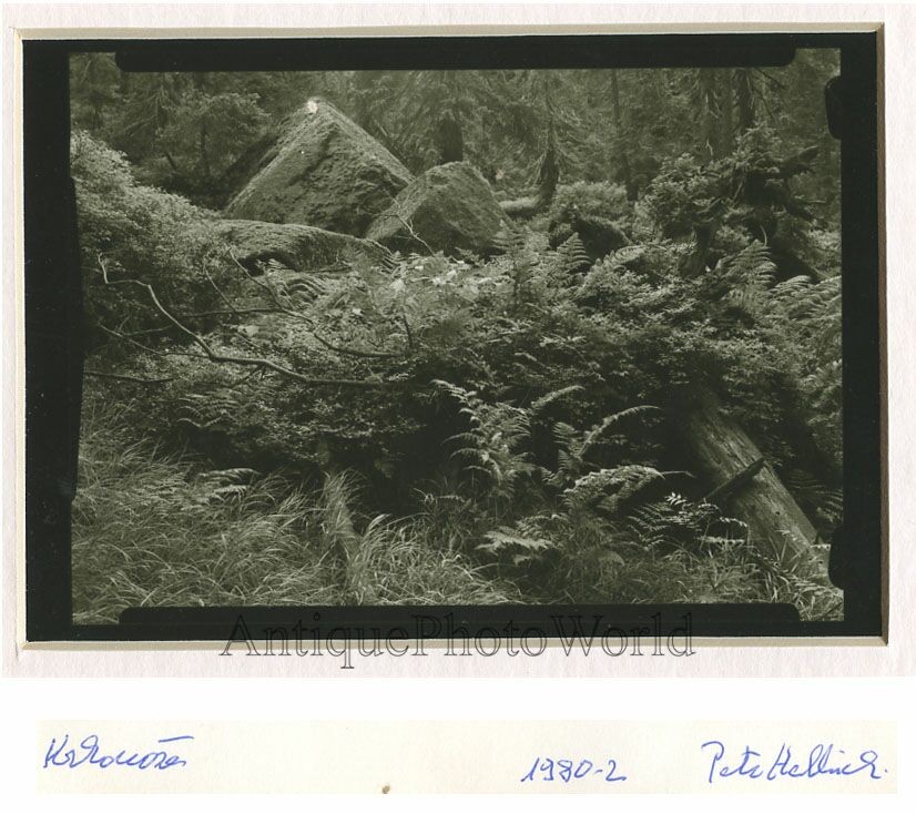 Forest ferns vintage photo by Petr Helbich Czech