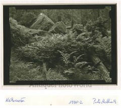 Forest ferns vintage photo by Petr Helbich Czech