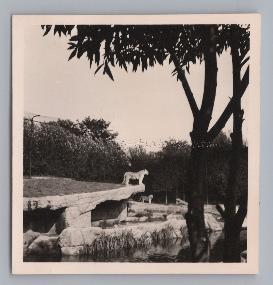 Hamburg – Tierpark Hagenbeck Tiger Enclosure – Old Photo