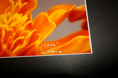Butterfly on Flower Photo 8″ x 10″ in 11″ x 14″ Black Matte Signed by Kim Barry