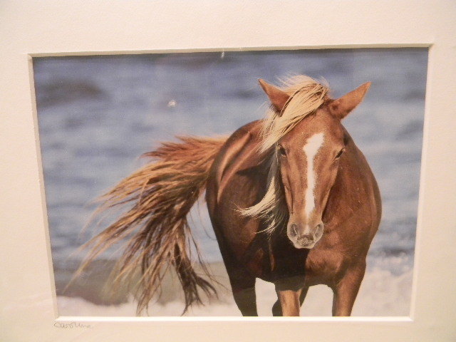 Fine Art Photograph Wild Horse LE Print 13 of 250 signed by artist – 8′ x 10′