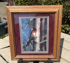ROSE BREASTED GROSBEAK BIRD FRAMED PICTURE-SIGNED BY ARTIST- 9″ x 10″