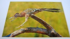 Roadrunner Joshua Tree CA 5×7 Photograph signed Brian Blackwelder – #33