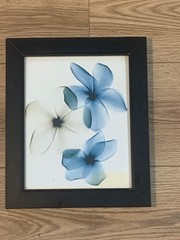 Modern Botanical X-Ray Style Fine Art Photography