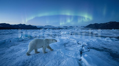 Polar Bear Arctic Northern Lights Digital Download Printable Wall Art Winter PNG