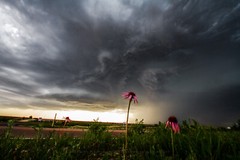 Storm Photography Print – Picture of Wildflowers and Thunderstorm in Kansas