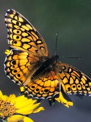 H Eric Olsen Monarch Butterfly Texas Wildlife Art Photo Print