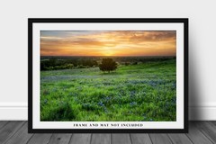 Landscape Photography Print – Picture of Tree and Bluebonnets at Sunset in Texas