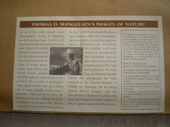 Thomas Mangelsen «Mother’s Love Mountain Lions» Out of Print, Original Signed