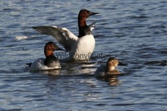 Canvasback Photo, Pick One Image – Various Sizes