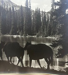 Original HARRY ROWED ‘Morning in the Valley’ Horseback in CANADA Mountains PHOTO