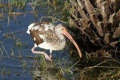 Ibis Photo, Pick One Image – Various Sizes