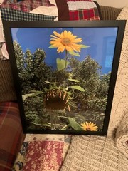 Sunflowers, Blue Sky, Wall Art – Large Photo – Black Frame – 21 1/2 X 17” – New!
