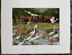 Photograph Florida Great Egret and Rosetta Spoonbill
