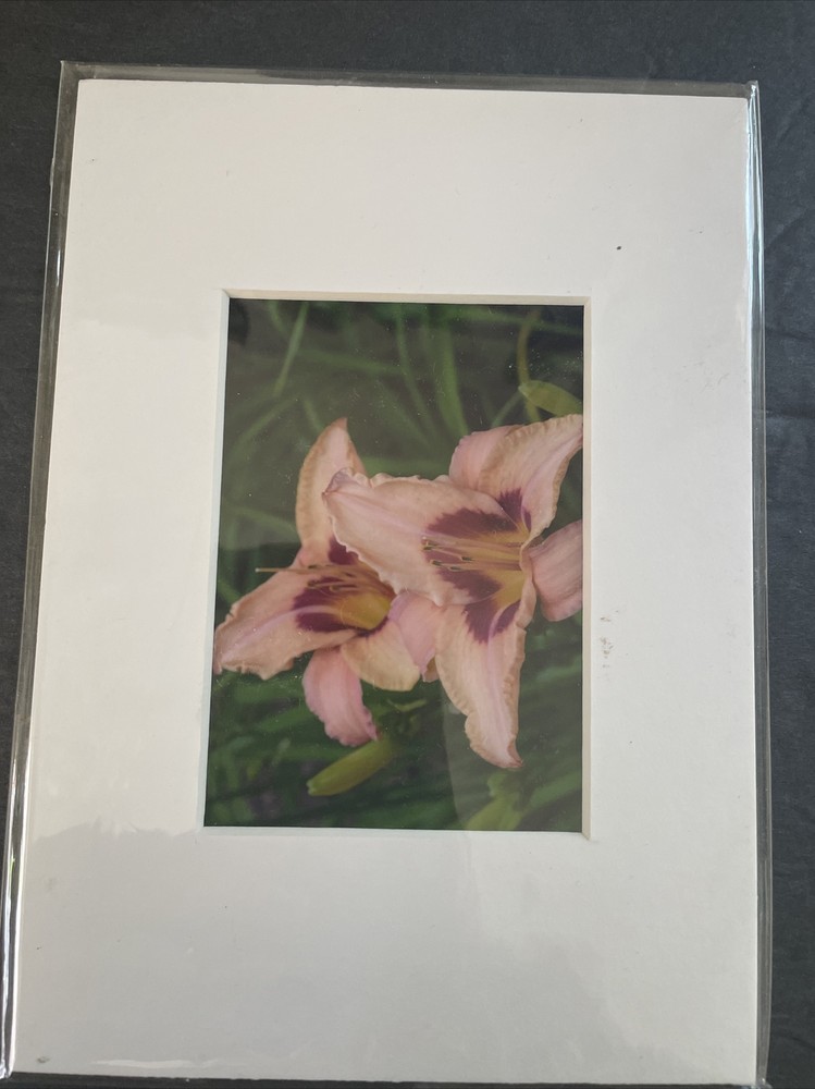 Flowers Photography by: “Muggs” Margolis Framable Art 5 X 7 New