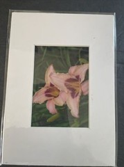 Flowers Photography by: “Muggs” Margolis Framable Art 5 X 7 New
