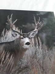 Mule Deer Buck Impact Life Like Photo Art Leonard Lee Rue III 1984