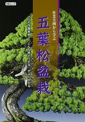 Japanese White Pine Bonsai Techniques – Illustrated Guide