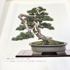 Nihon Bonsai Sakufu Ten 5th 1980 potted plants Japanese tradition art Photo Book
