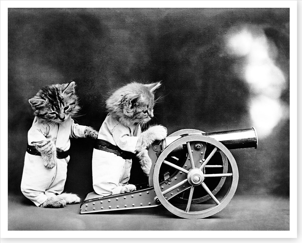 1914 Kittens Cats Firing Cannon Harry Whittier Frees Silver Halide Photo