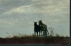 Larger size hand colored fine art Photograph, horses w clouds, 1930’s