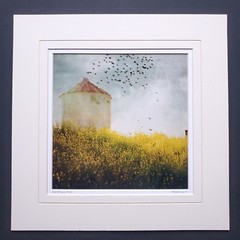 Angie Lambert Photograph Farm Silo Birds Flowers Americana Rustic 12×12″ Matted