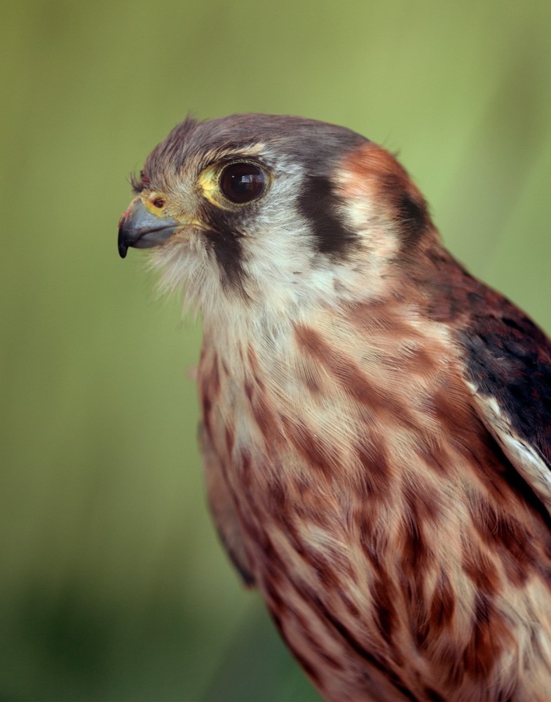 American Kestrel 11×14 Photograph Print 11″x14″ #3
