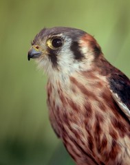 American Kestrel 11×14 Photograph Print 11″x14″ #3