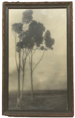 Original 1920 LEOPOLD HUGO ‘Stand of Trees’ CALIFORNIA Pictorialism PHOTOGRAPH