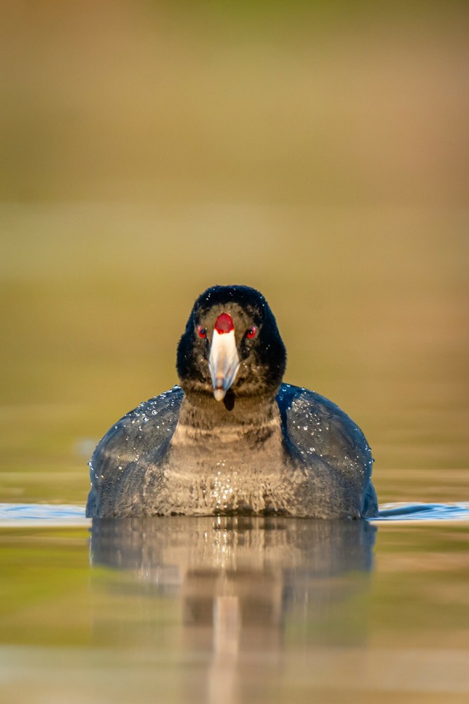 American Coot by Martin Briones Wildlife Photography 13×19 Free Shipping